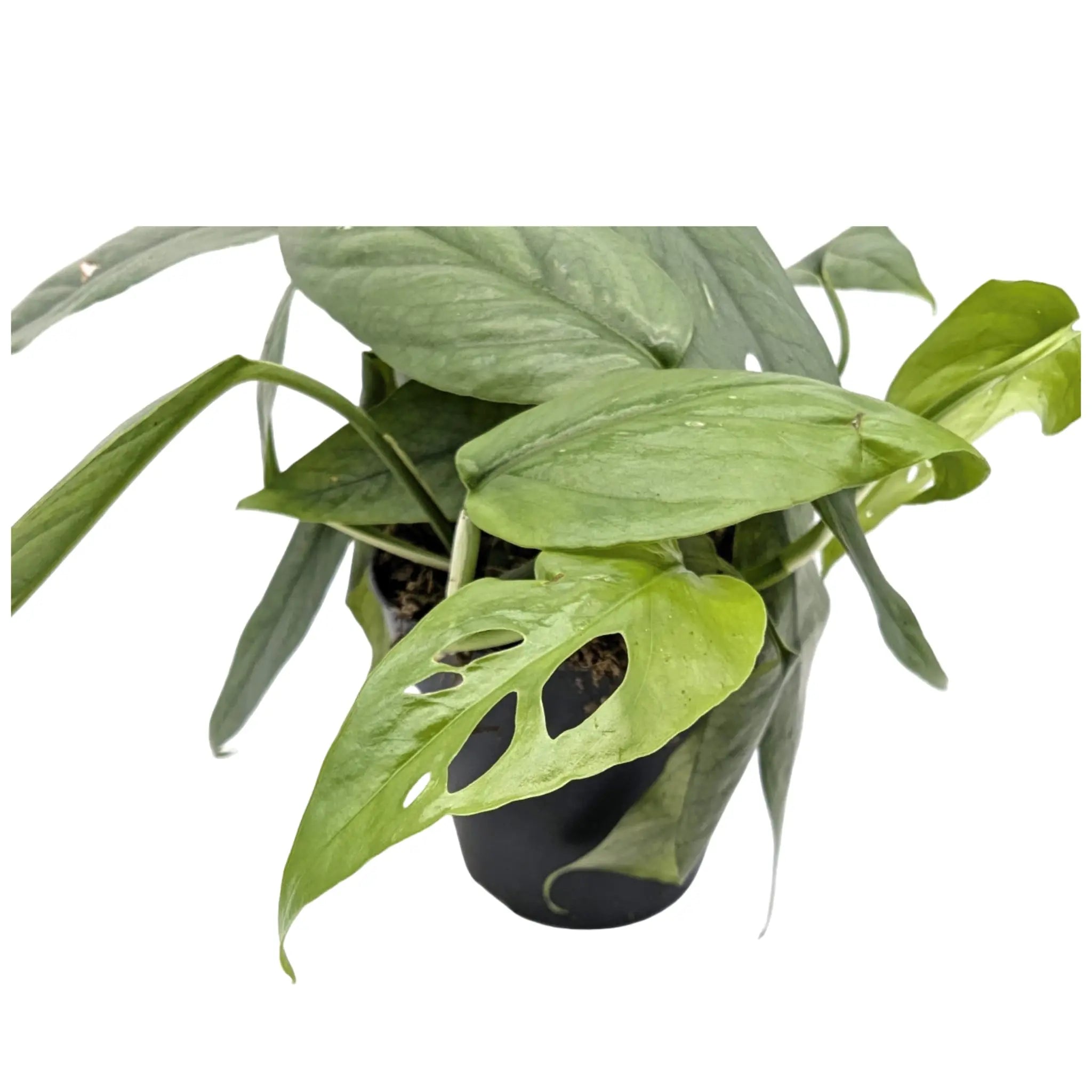Epipremnum cebu Blue Leaf Culture