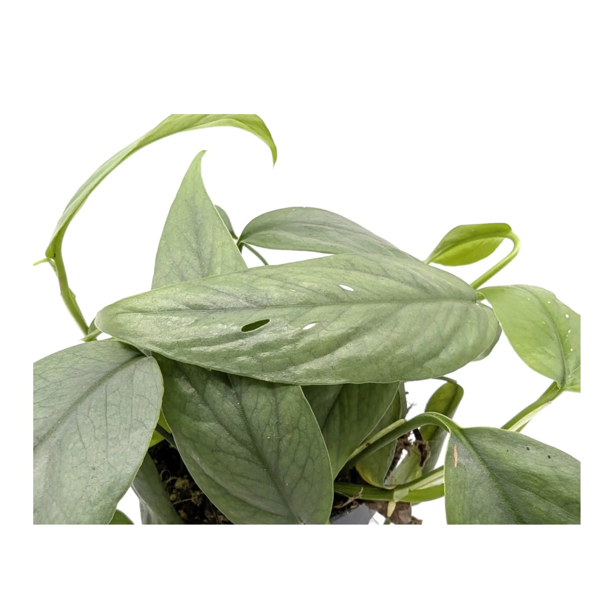 Epipremnum cebu Blue Leaf Culture