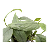 Epipremnum cebu Blue Leaf Culture