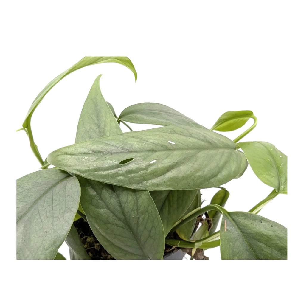 Epipremnum cebu Blue_3_main