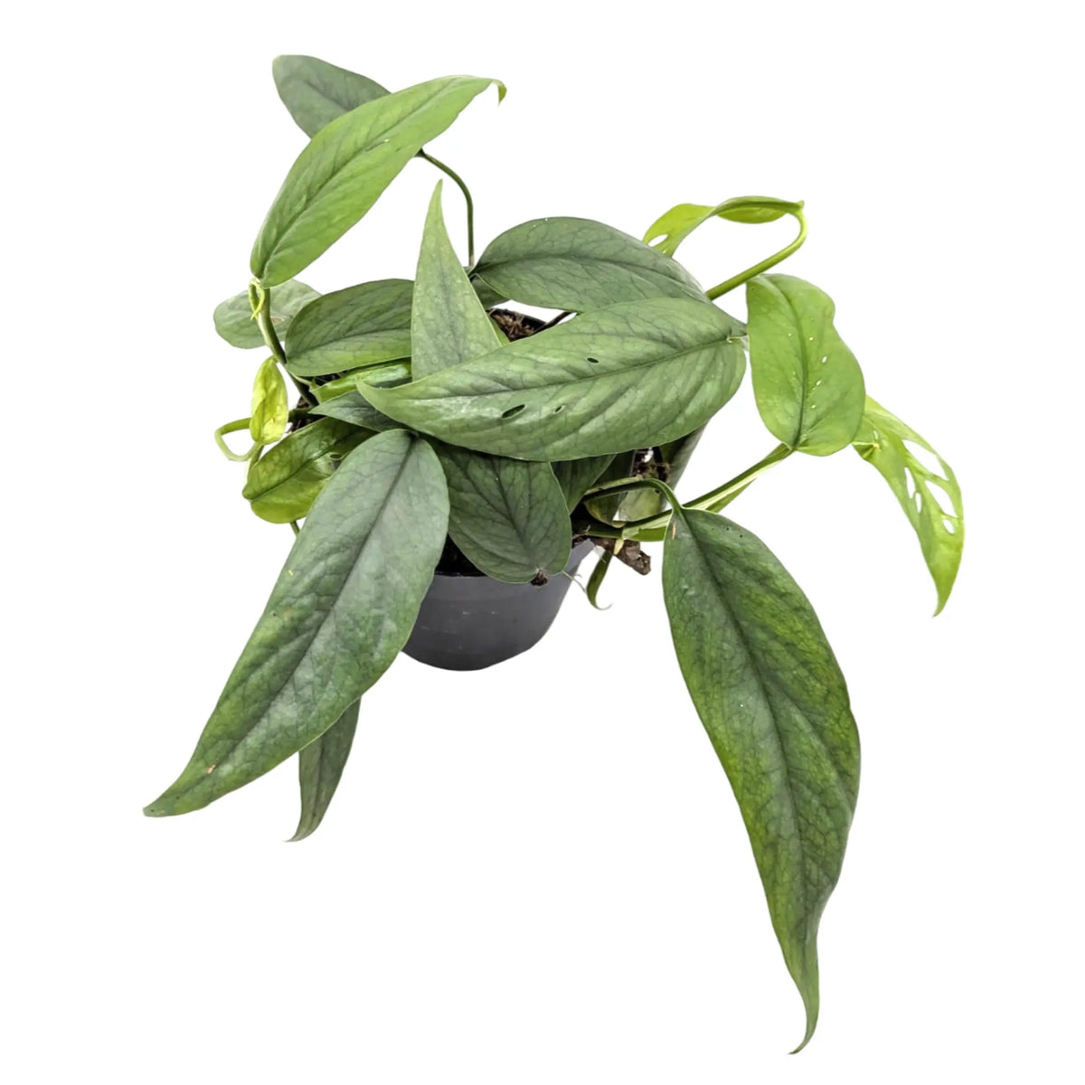 Epipremnum cebu Blue Leaf Culture