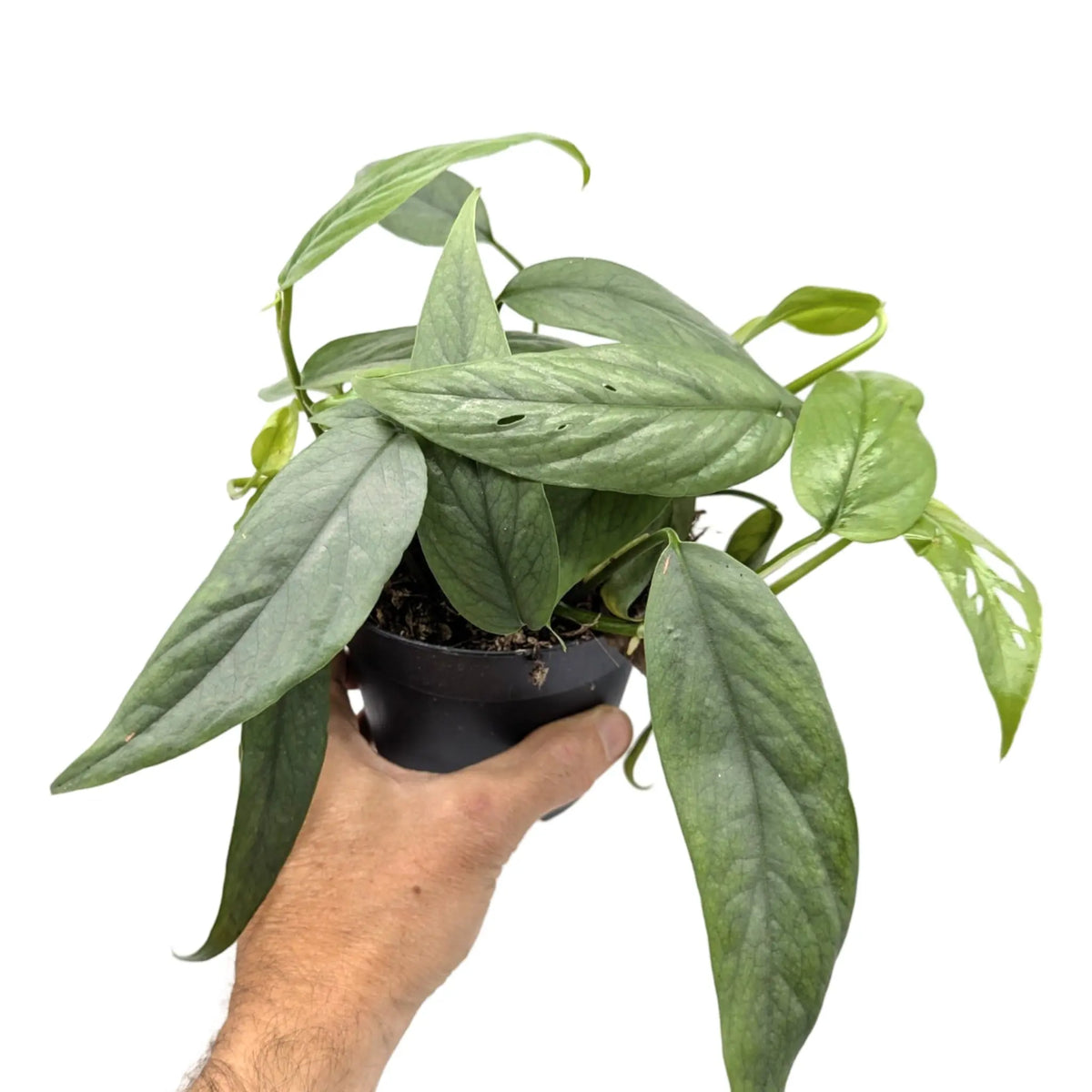 Epipremnum cebu Blue Leaf Culture