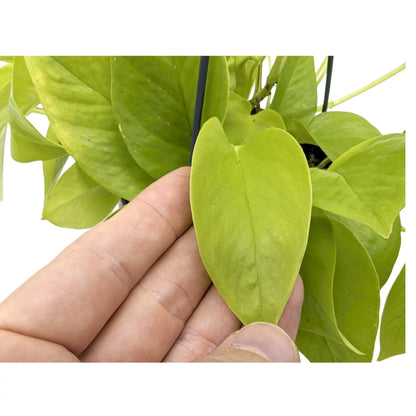 Epipremnum pinn Golden Pothos Hanging Plant Leaf Culture