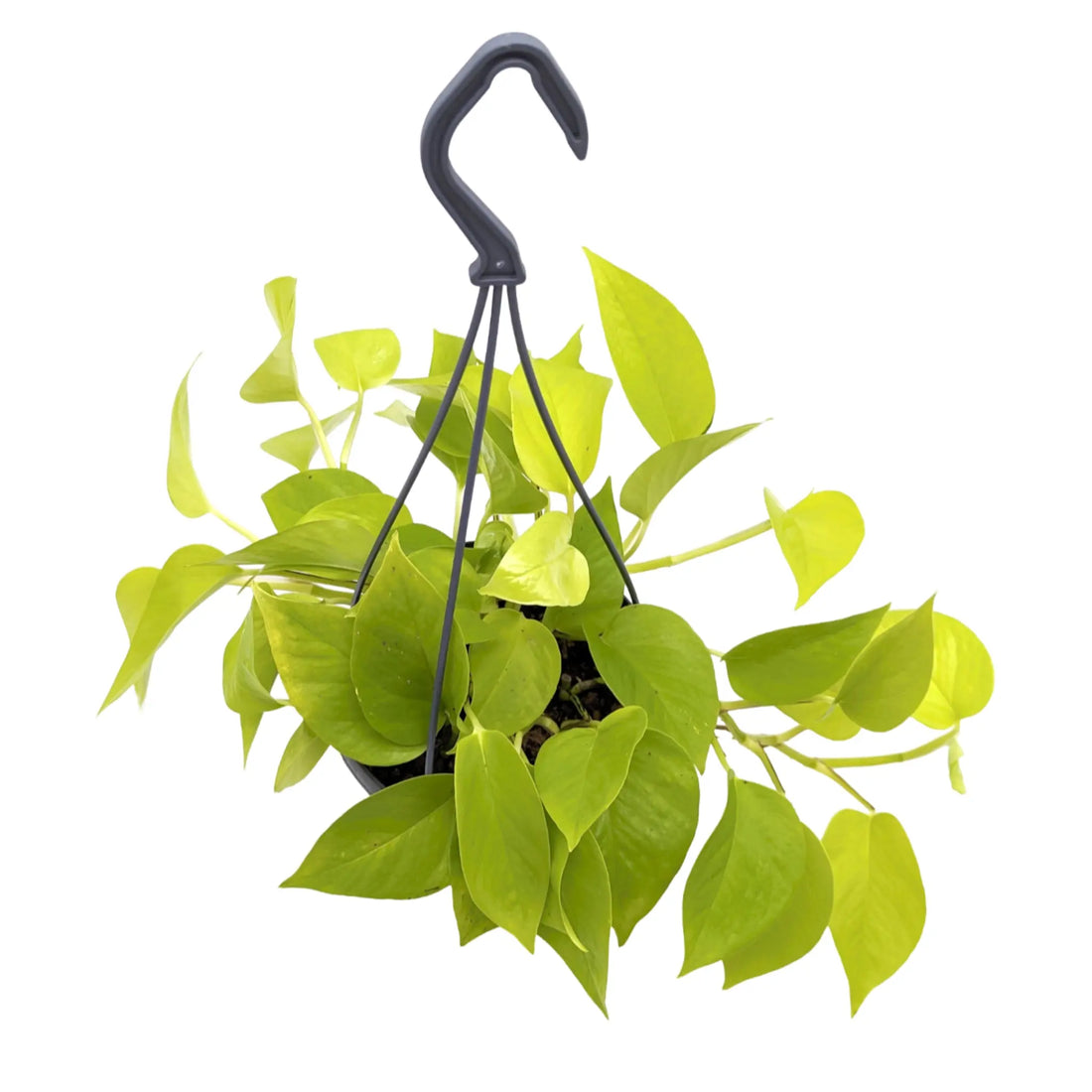 Epipremnum pinn Golden Pothos Hanging Plant Leaf Culture