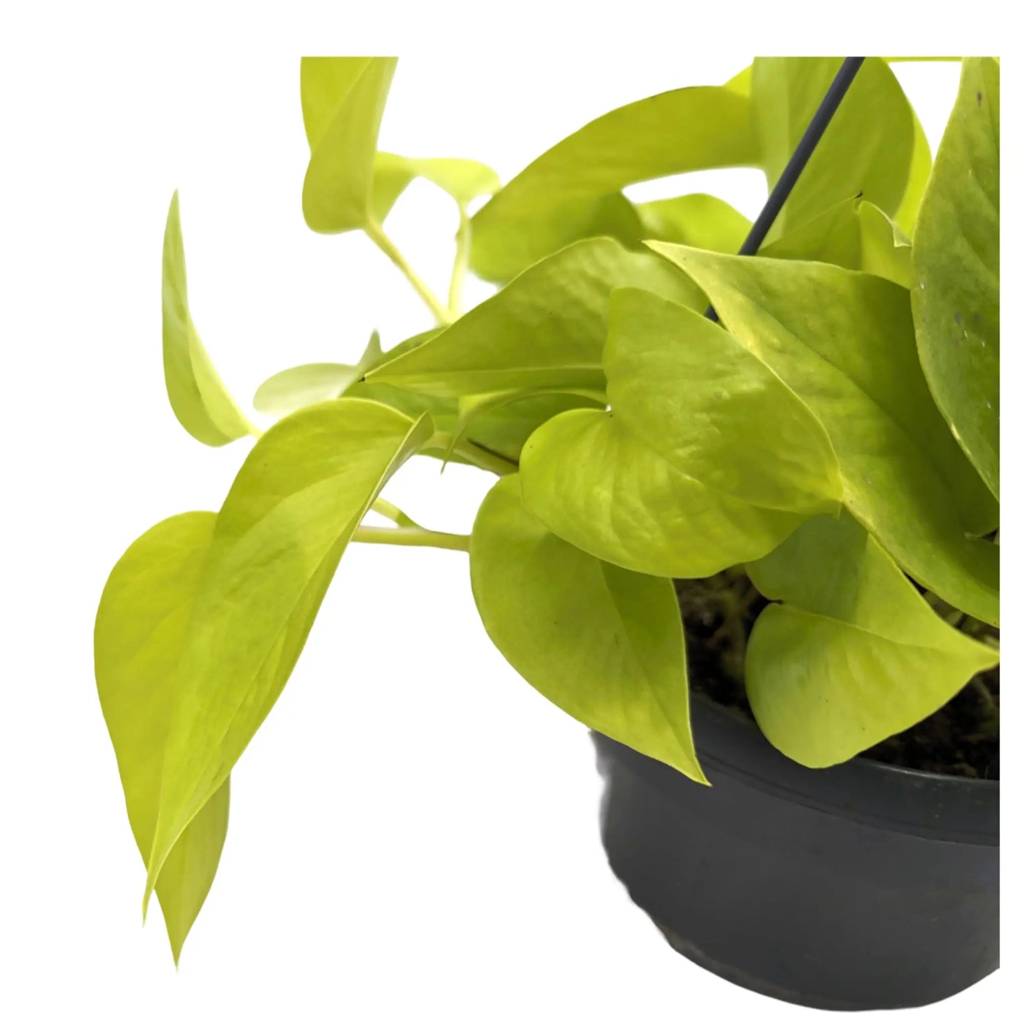 Epipremnum pinn Golden Pothos Hanging Plant Leaf Culture