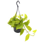Epipremnum pinn Golden Pothos Hanging Plant Leaf Culture