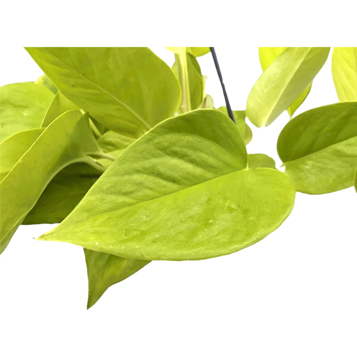Epipremnum pinn Golden Pothos Hanging Plant Leaf Culture