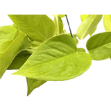 Epipremnum pinn Golden Pothos Hanging Plant Leaf Culture