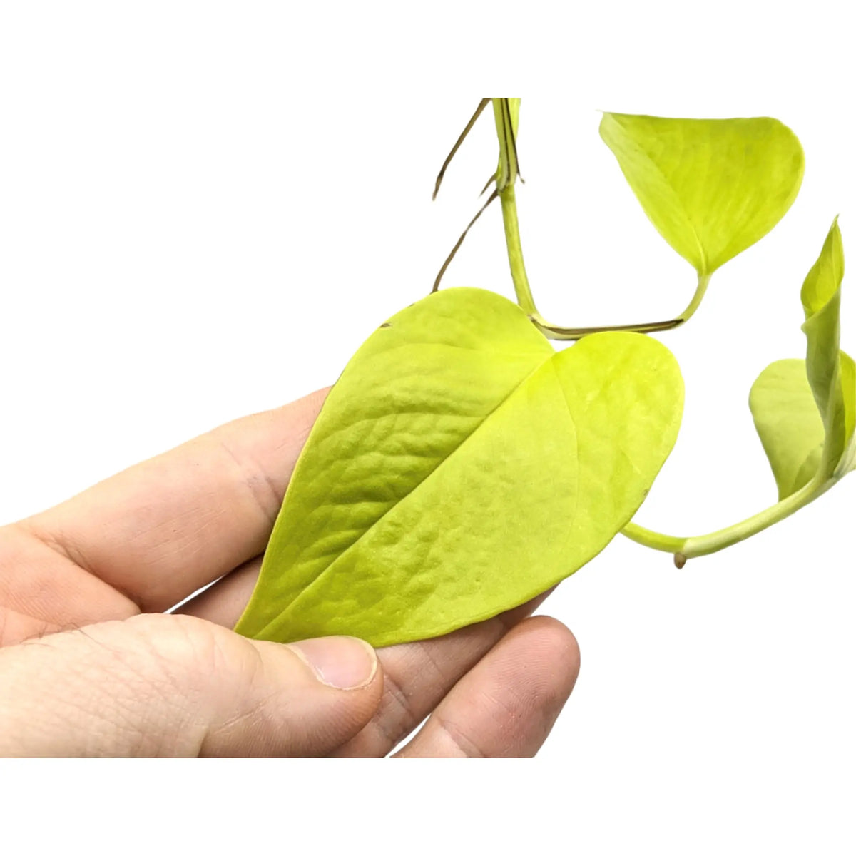 Epipremnum pinn Golden Pothos Hanging Plant Leaf Culture
