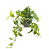 Epipremnum pinnatum Hanging plant - Devil&