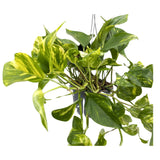 Epipremnum pinnatum Hanging plant - Devil's Ivy Oz