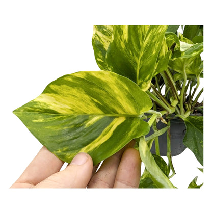 Epipremnum pinnatum Hanging plant - Devil&