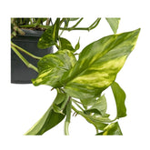 Epipremnum pinnatum Hanging plant - Devil&