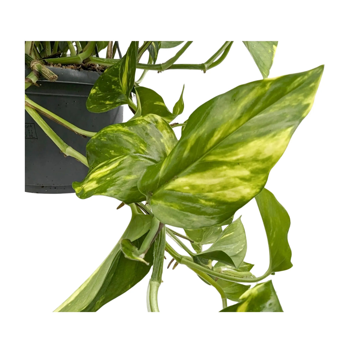 Epipremnum pinnatum Hanging plant - Devil's Ivy Oz