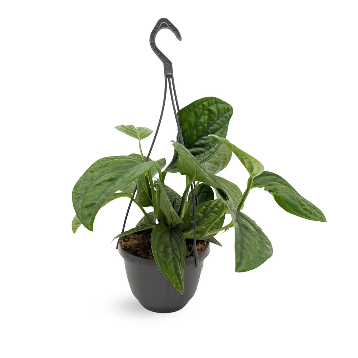 Epipremnum pinnatum Marble Planet Hanging Plant Oz