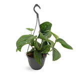 Epipremnum pinnatum Marble Planet Hanging Plant Oz