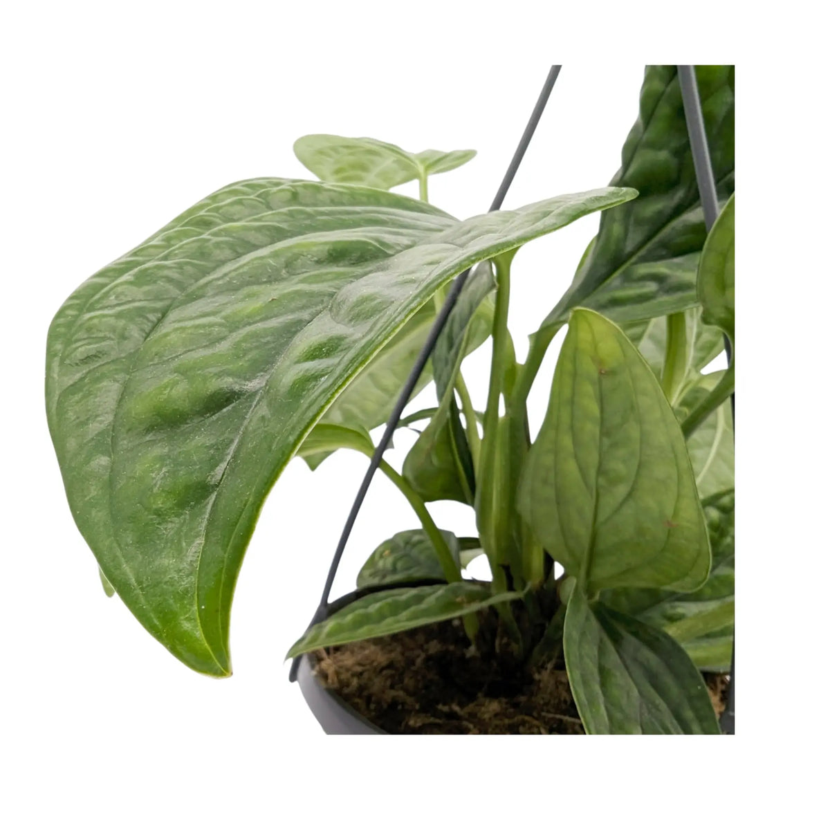 Epipremnum pinnatum Marble Planet Hanging Plant Oz