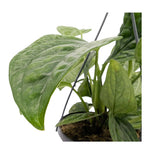 Epipremnum pinnatum Marble Planet Hanging Plant Oz