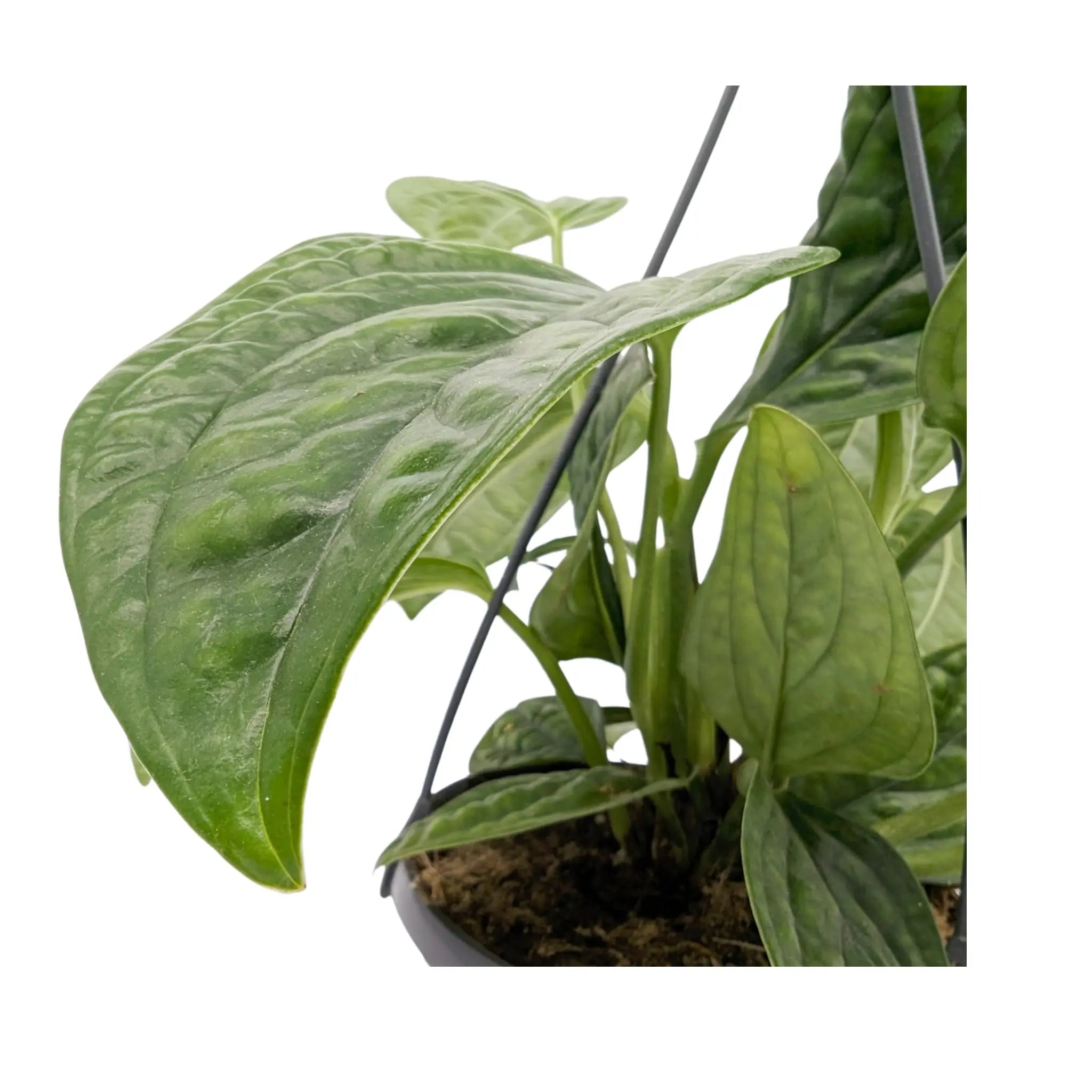 Epipremnum pinnatum Marble Planet Hanging Plant Oz