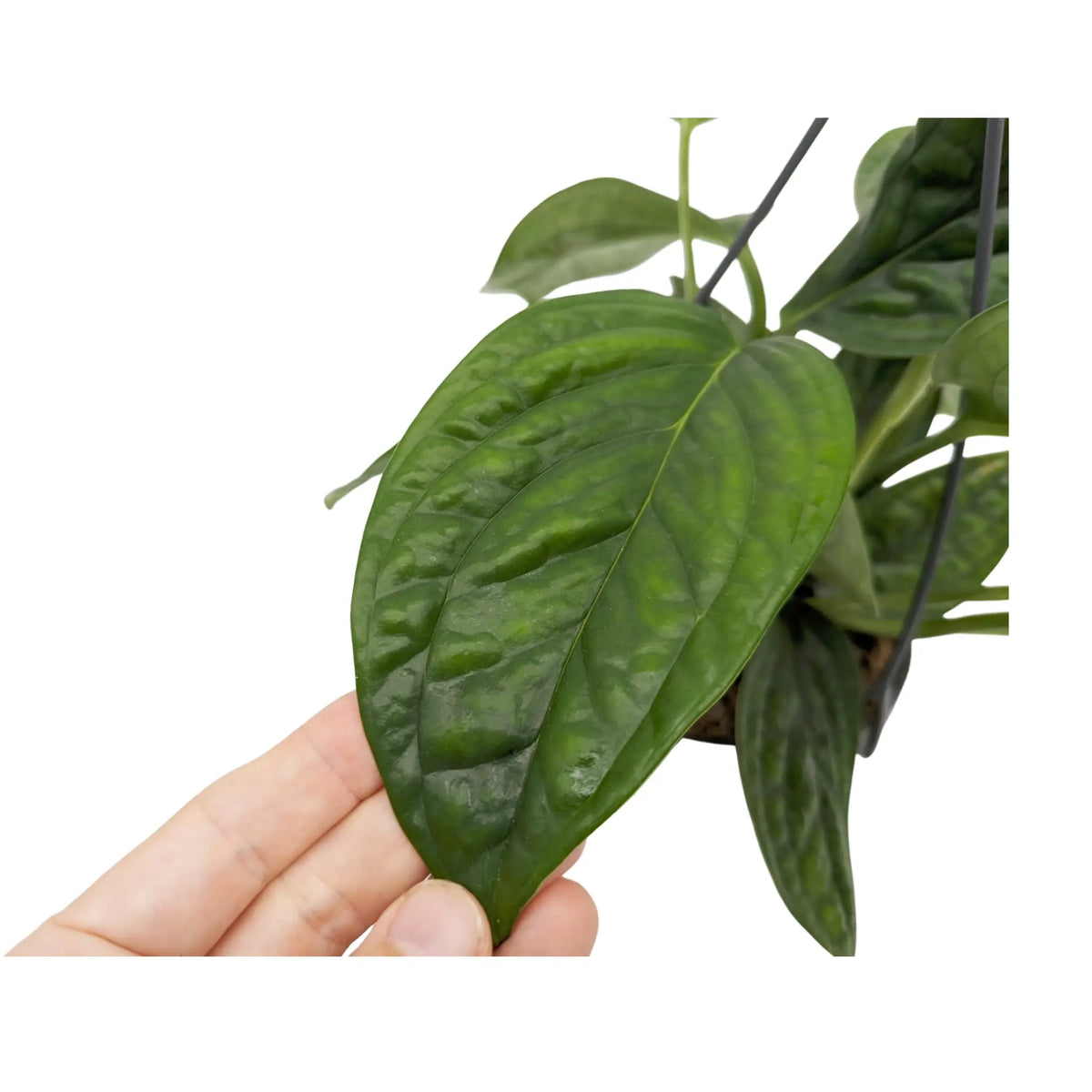 Epipremnum pinnatum Marble Planet Hanging Plant Oz