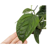 Epipremnum pinnatum Marble Planet Hanging Plant Oz