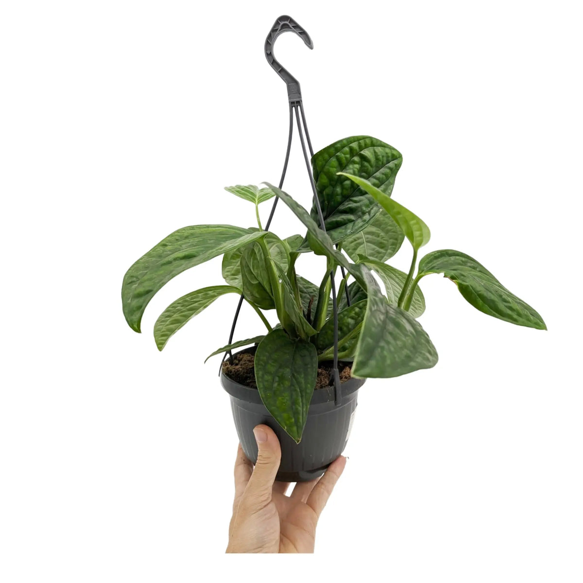 Epipremnum pinnatum Marble Planet Hanging Plant Oz