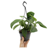 Epipremnum pinnatum Marble Planet Hanging Plant Oz