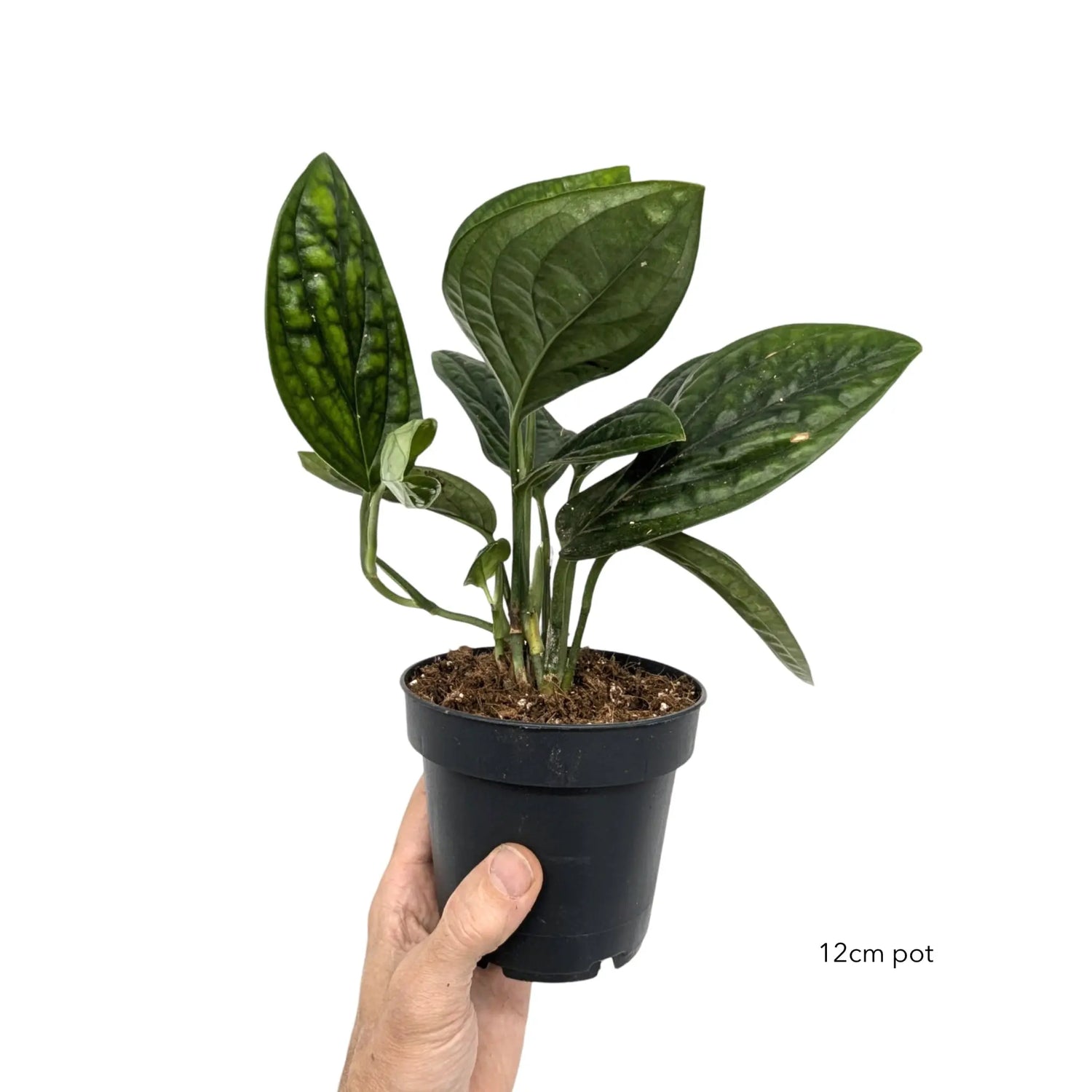 Epipremnum pinnatum Marble Planet Leaf Culture