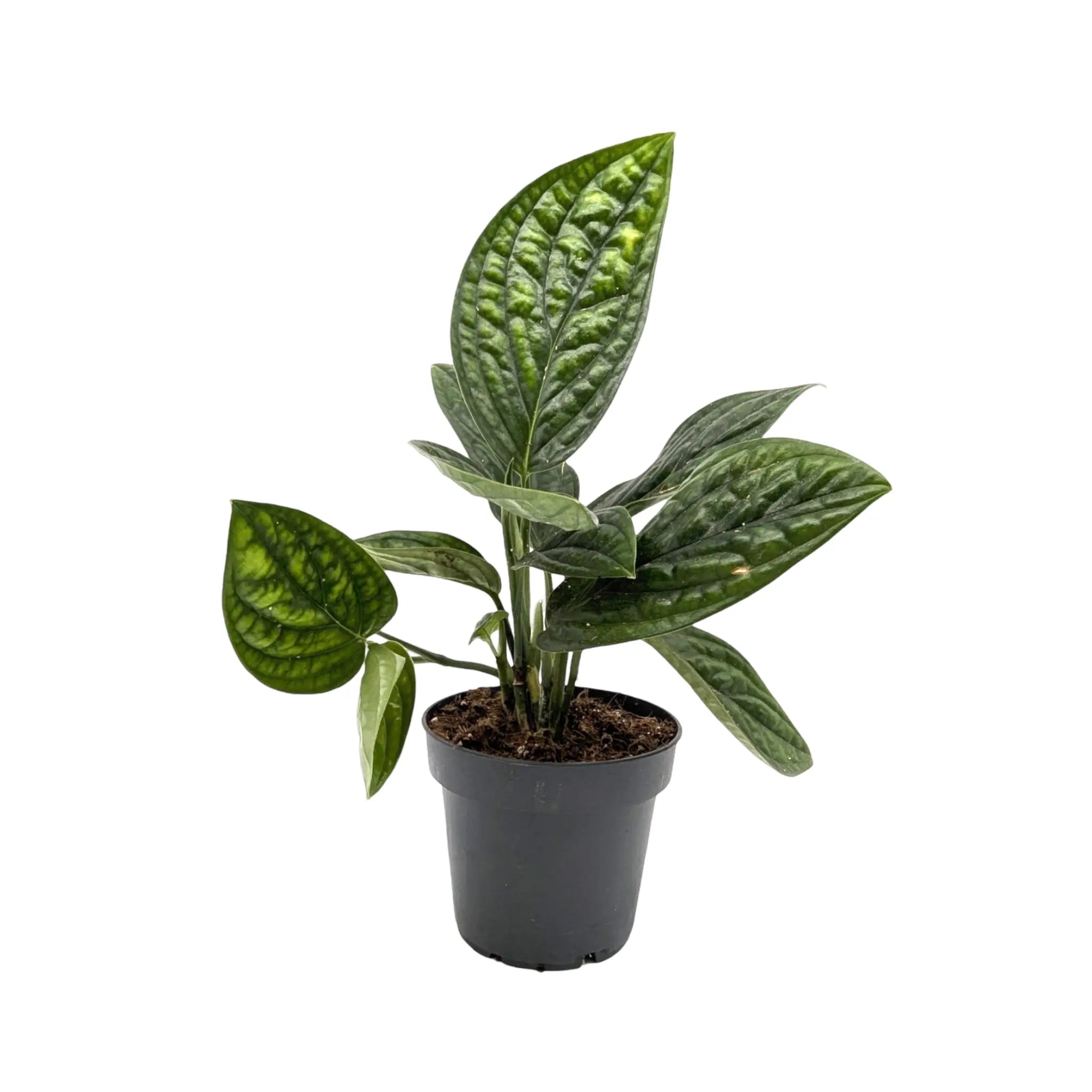 USA SELLER: Epipremnum online Pinnatum Marble plant (#EP1)