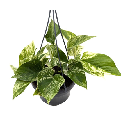 Epipremnum pinnatum Marble Queen Leaf Culture