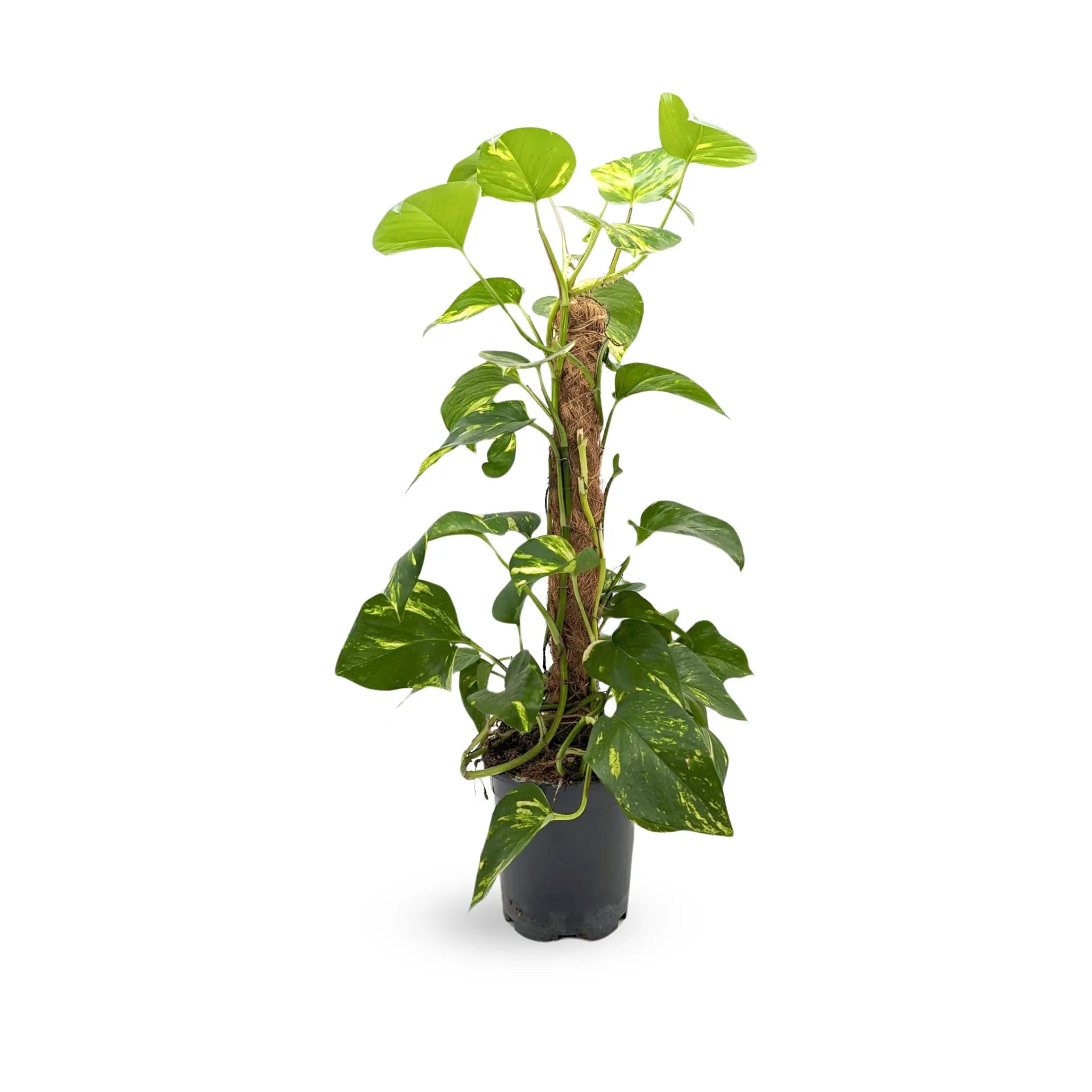 Epipremnum pinnatum On Moss Pole - Devil's Ivy Oz