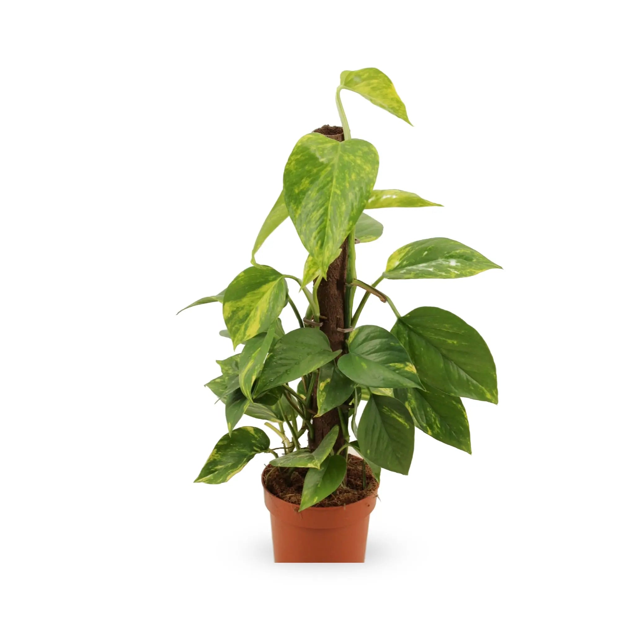 Epipremnum pinnatum On Moss Pole - Devil's Ivy Oz