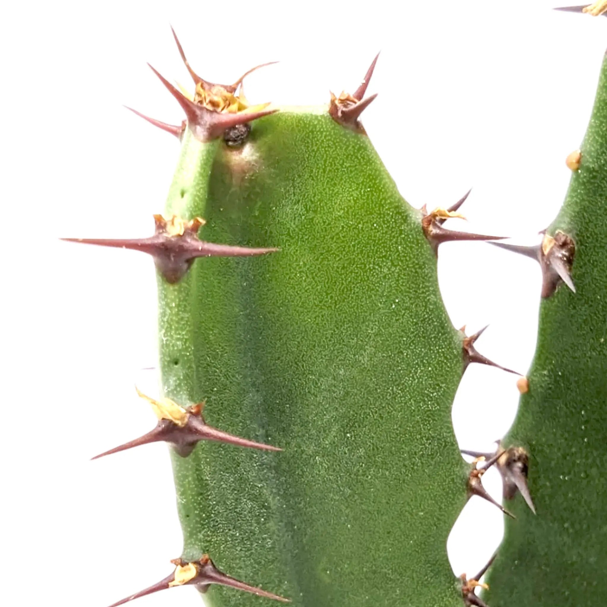 Euphorbia Acrurensis - Desert Candle Leaf Culture