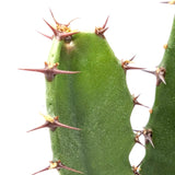 Euphorbia Acrurensis - Desert Candle Leaf Culture