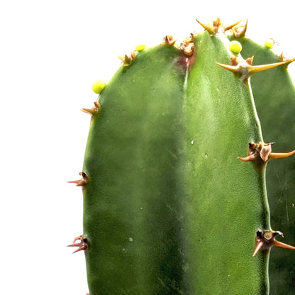 Euphorbia Acrurensis - Desert Candle Leaf Culture