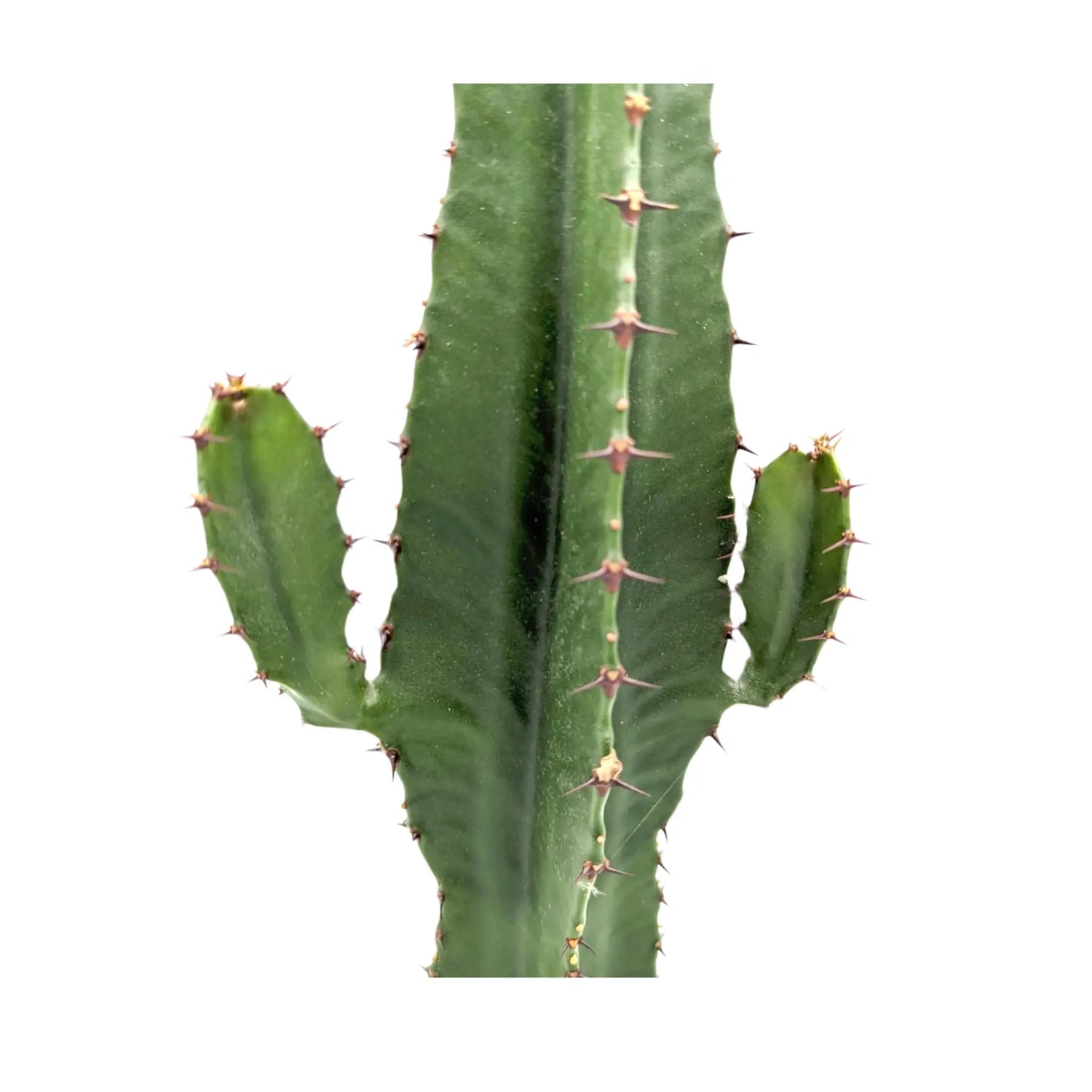 Euphorbia Acrurensis - Desert Candle Leaf Culture