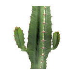 Euphorbia Acrurensis - Desert Candle Leaf Culture