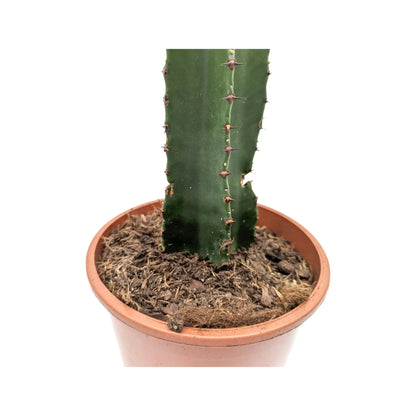 Euphorbia Acrurensis - Desert Candle Leaf Culture