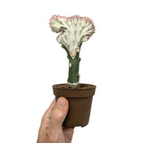 Euphorbia Lactea - Coral Cactus Leaf Culture