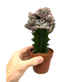 Euphorbia lactea Cristata - Dragon Bones Crest