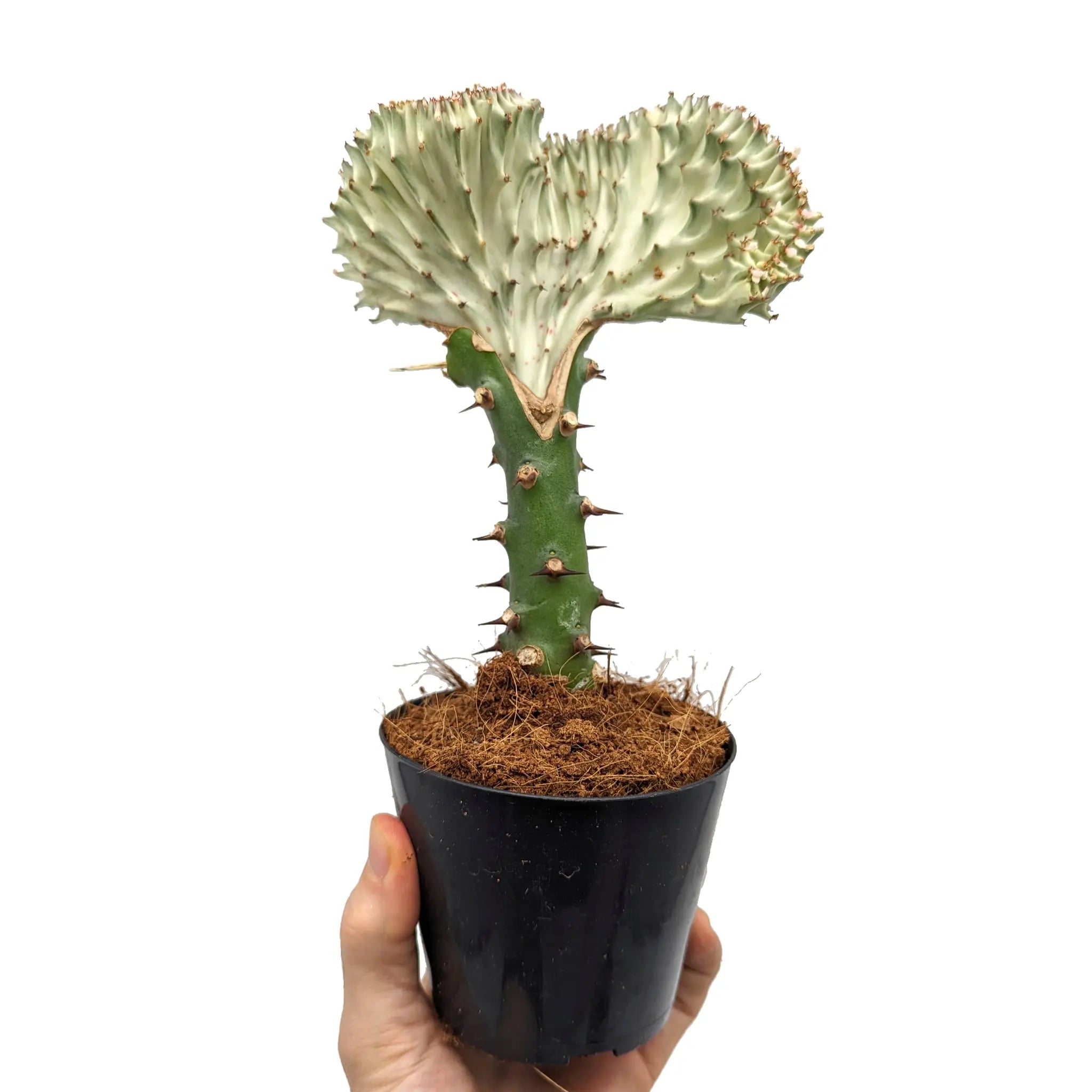 Euphorbia Lactea Leaf Culture