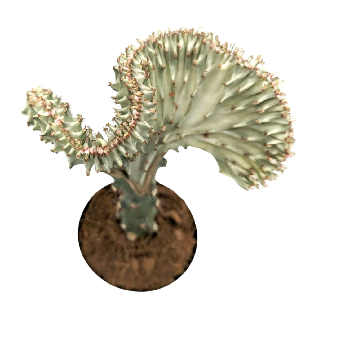Euphorbia Lactea Leaf Culture