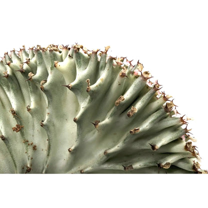 Euphorbia Lactea Leaf Culture
