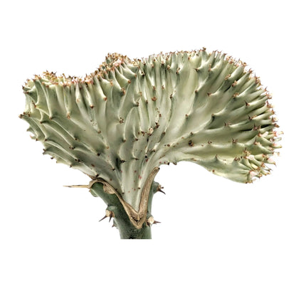 Euphorbia Lactea Leaf Culture