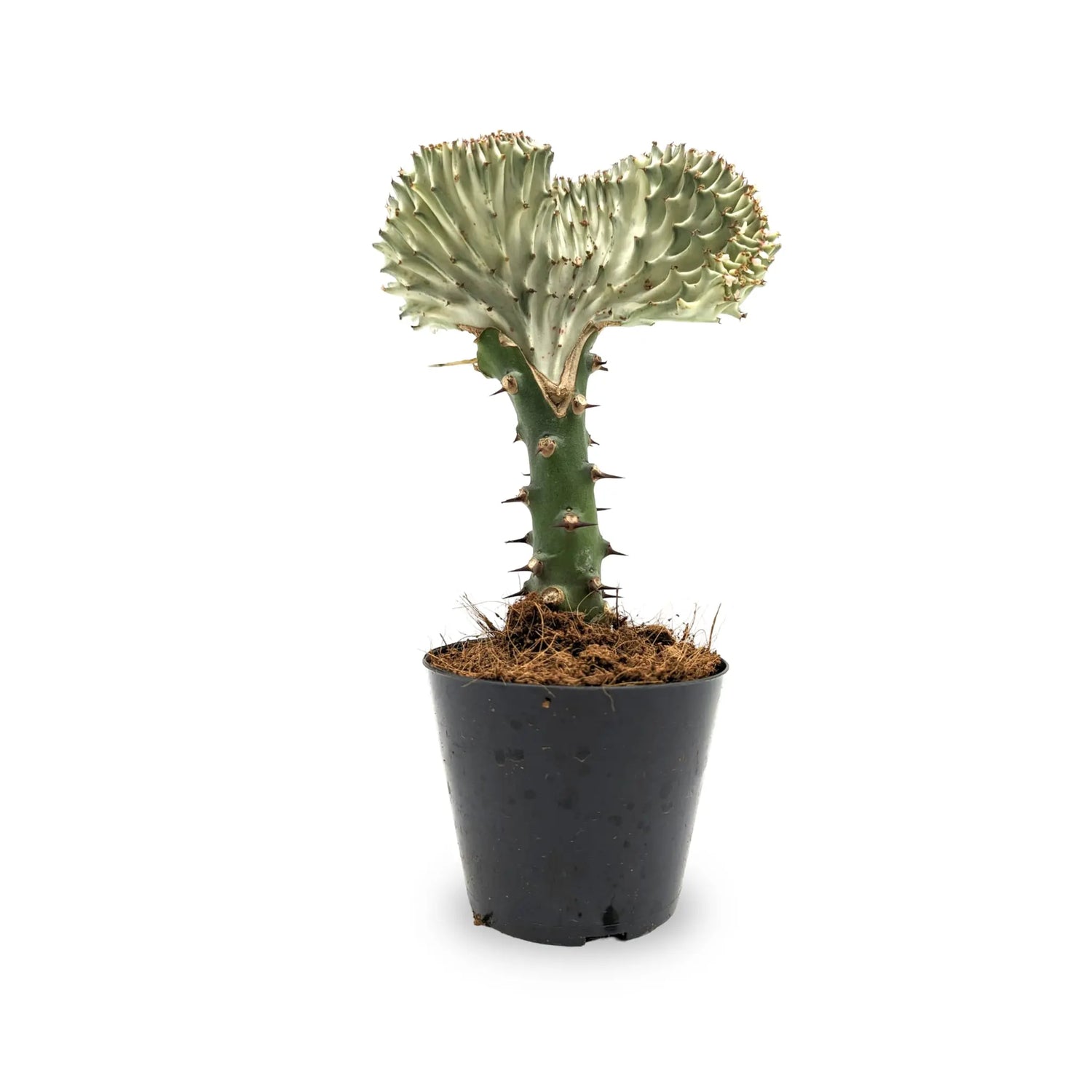 Euphorbia Lactea Leaf Culture