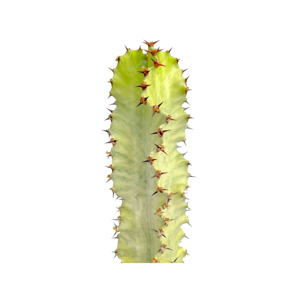 Euphorbia Marmorata | Marbled Euphorbia_2_main
