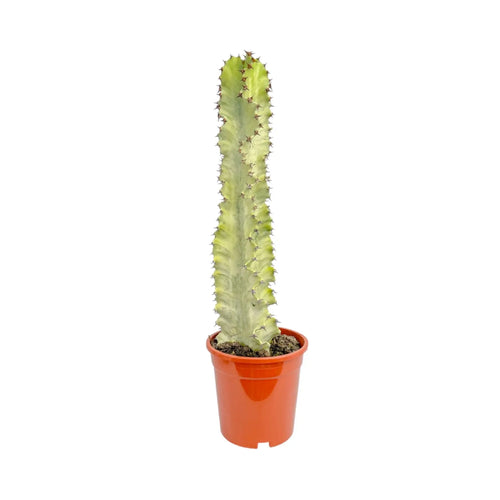 Euphorbia Marmorata | Marbled Euphorbia Leaf Culture