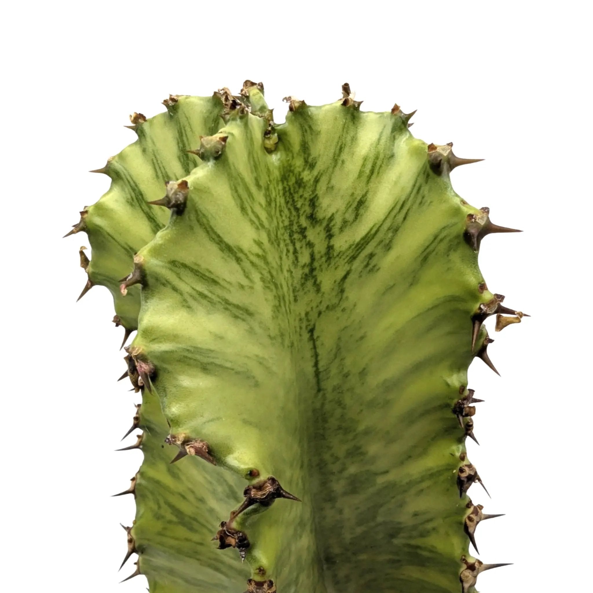 Euphorbia Marmorata | Marbled Euphorbia Leaf Culture