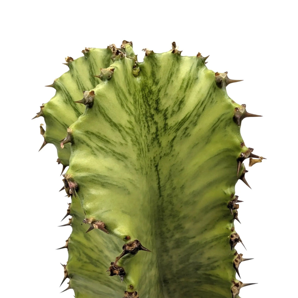 Euphorbia Marmorata | Marbled Euphorbia_2_main