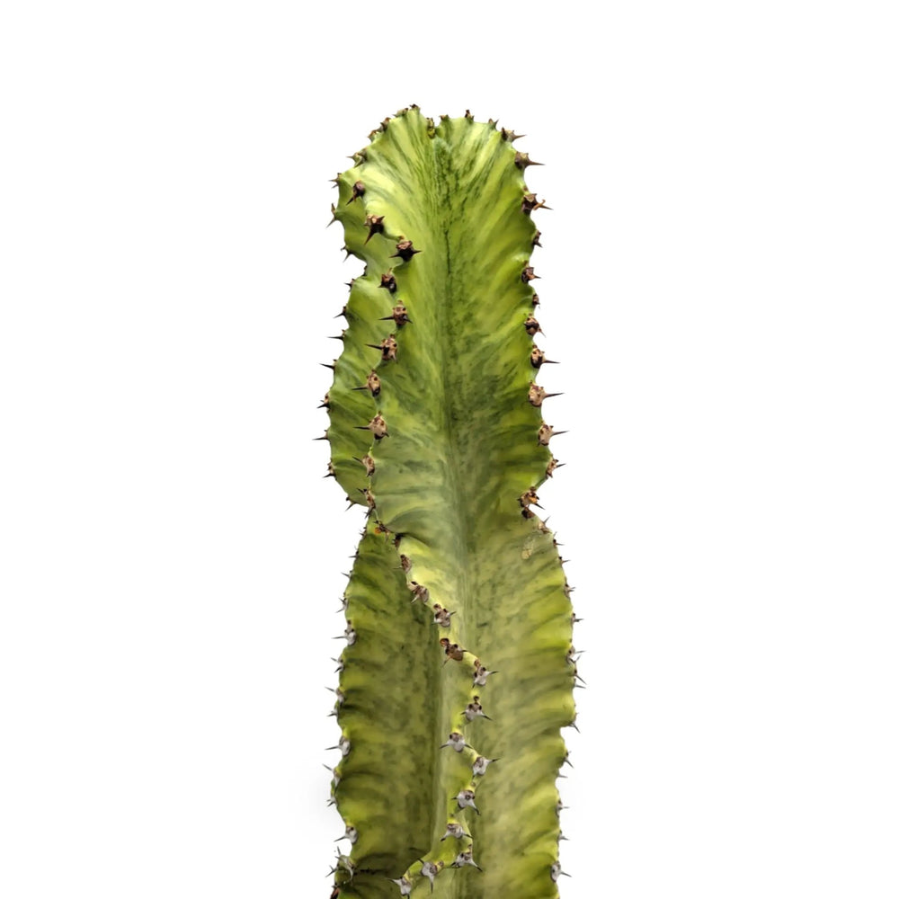 Euphorbia Marmorata | Marbled Euphorbia_3_main